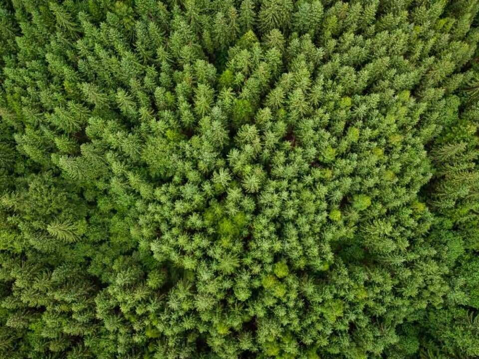 Ein grüner Nadelwald von oben.